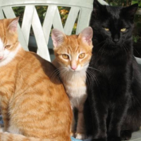 Mes premiers bébés (Chipie, Fripouille et Démon (nés en2008)