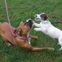 au club canin avec sa copine Fidney