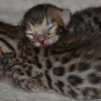 Photo #242945 de Chatons nés le 31 octobre 2010