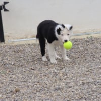 Une balle encore trop grande pour sa petite gueule