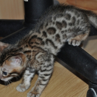 Photo #243788 de Chatons nés le 31 octobre 2010