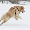 Roxy dans la neige.