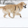 Roxy dans la neige 2.