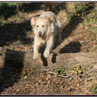 Super Chienne !