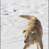 Roxy dans la neige 3.