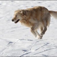 Roxy dans la neige 4.