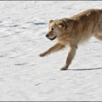 Roxy dans la neige 5.