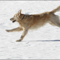 Roxy dans la neige 6.