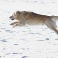 Super Chienne !