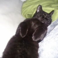 Photo #244289 de Bagheera