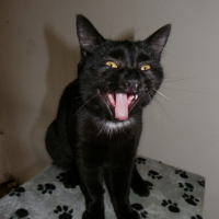 Photo #245011 de Bagheera