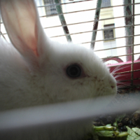 Photo #245125 de Box bunny