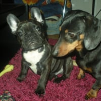 mes_chiens_051