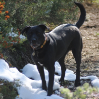 Mirta dans la neige