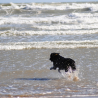 Pour moi la mer c'est pas des vacances j'en ai 7 autour de chez moi et vous?