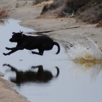 Mon saut qui ne sert à rien car je ratteri dans l'eau mais je me défoule ;)