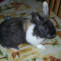 Photo #246983 de Bunny