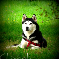 Photo #248148 de Chinook