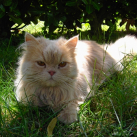 Moi dans mon beau jardin