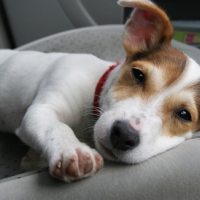 Petite sieste dans la voiture