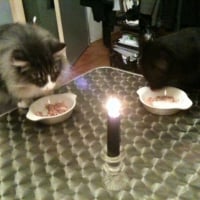 Diner en amoureux (ou la Belle et le Clochard version chat)