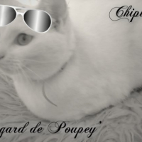 Photo #249445 de Chipie