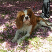 Printemps au parc de Sceaux