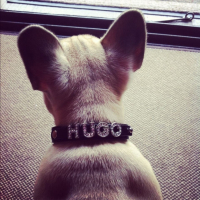 Photo #249903 de Hugo