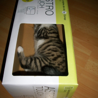 Dinah se cache dans le carton