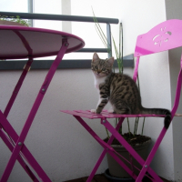 Dinah sur le Balcon