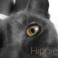 Photo #250547 de Hippie