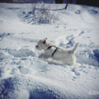 Jumpy à la Neige