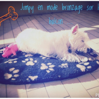 Photo #253235 de Jumpy