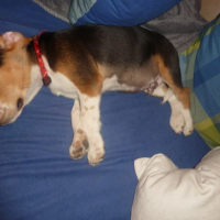 Photo #254452 de samy