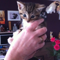 Photo #255060 de tigrou