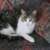 Photo #256020 de minette