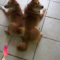 Photo #264683 de Hatchi 