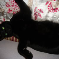 Photo #266086 de Shadow