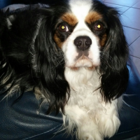 Photo #268360 de Hugo