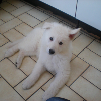 Photo #270318 de Laika