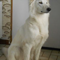 Photo #270320 de Laika