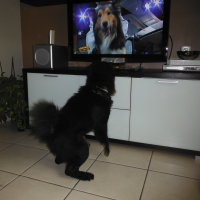 Photo #270378 de falco