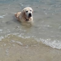 lulu toujour a la plage