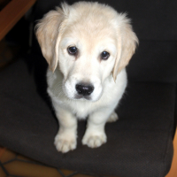 Photo #270851 de Lady