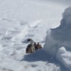 Icare en vacances à Ia neige (Areches-Beauf0rt)