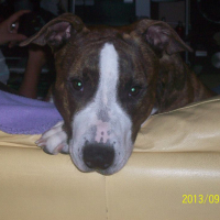 Photo #272029 de Buddy