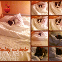 Photo #272044 de Buddy