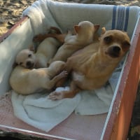 La maman et les 3 petits frères de Zoey