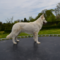 je fait du trampoline