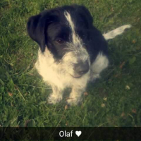 Photo #273266 de Olaf